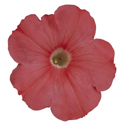 Picture of Petunia - Merlin Series F1 - Salmon